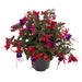 FUCHSIA BELLA SERIES UPRIGHT - 4.5" (Copy) - Springbank Greenhouses
