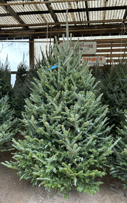 FRASER FIR TREE