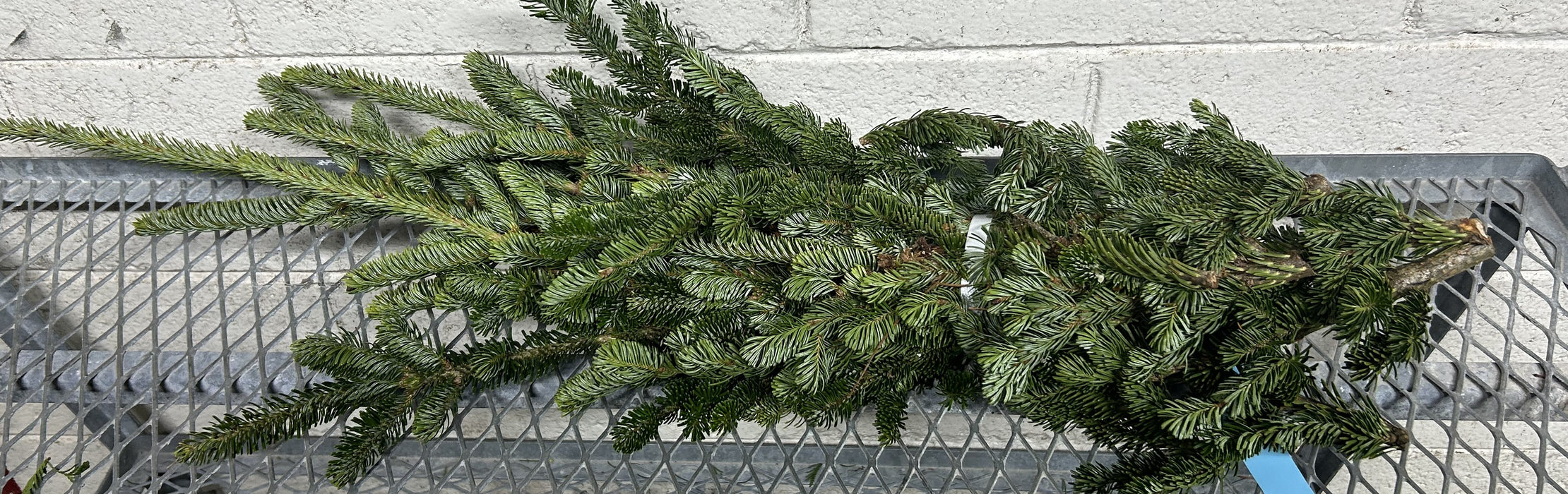 FRASER FIR BOUGHS - 3 LBS