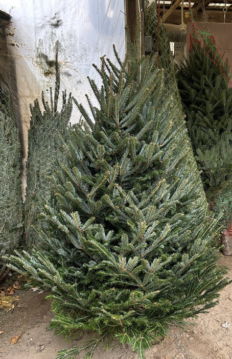 FRASER FIR TREE