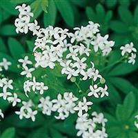 GALLIUM ODORATUM (SWEET WOODRUFF) - Quart - Springbank Greenhouses