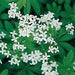 GALLIUM ODORATUM (SWEET WOODRUFF) - Quart - Springbank Greenhouses