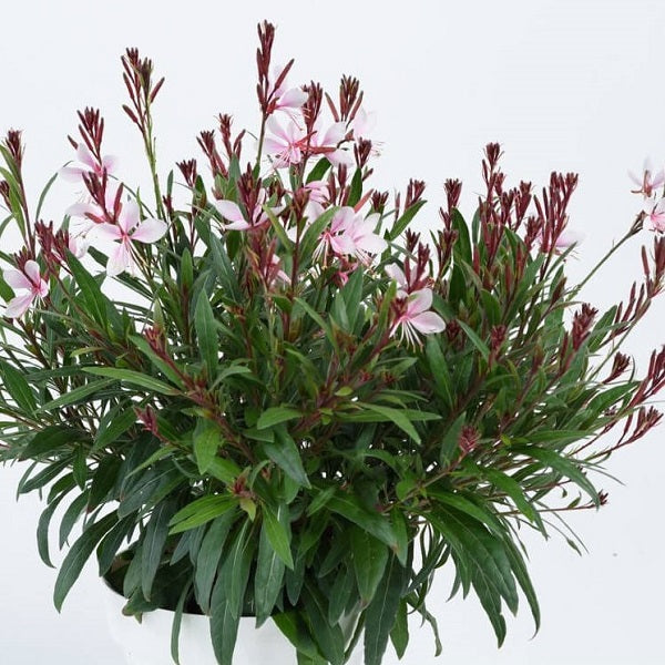 GAURA STEFFI SERIES - 5.5"