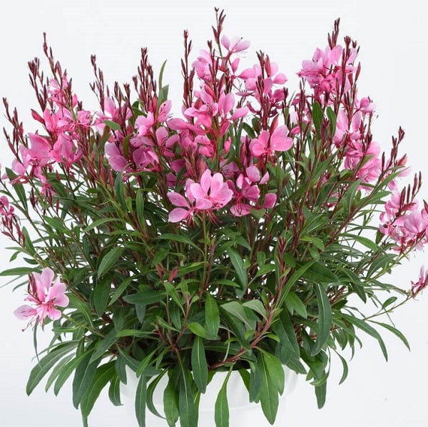 GAURA STEFFI SERIES - 5.5"
