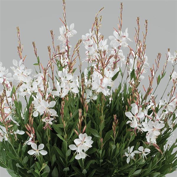 GAURA STEFFI SERIES - 5.5"