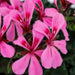 GERANIUM CALDERA  (TRAILING) - 4.5" - Springbank Greenhouses