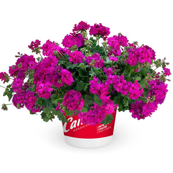 GERANIUM CALLIOPE CASCADE VIOLET HANGING BASKET - 12" (30cm) WIDE AND 7" (18cm) DEEP (Copy)