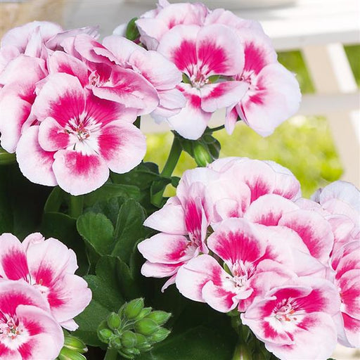 GERANIUM FLOWER FAIRY WHITE SPLASH - Springbank Greenhouses