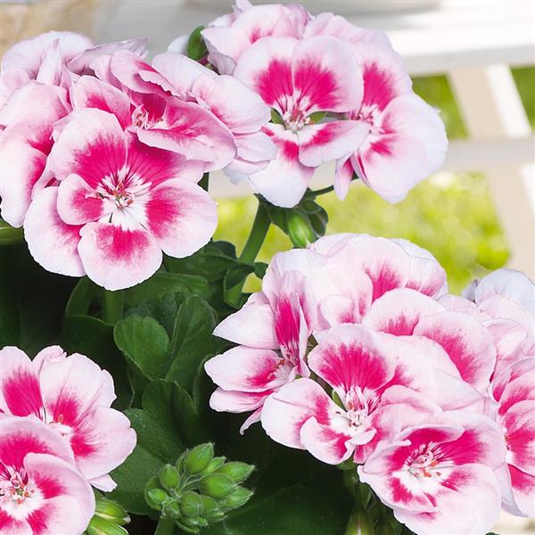 GERANIUM FLOWER FAIRY WHITE SPLASH - Springbank Greenhouses