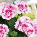 GERANIUM FLOWER FAIRY WHITE SPLASH - Springbank Greenhouses