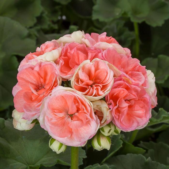GERANIUM ROSALIE ANTIQUE SALMON - Springbank Greenhouses