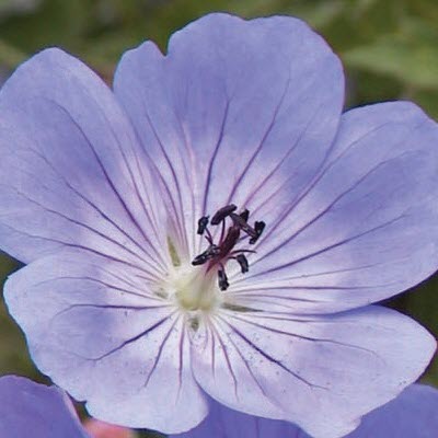GERANIUM ROZANNE (CRANESBILL) - 1 Gallon - Springbank Greenhouses