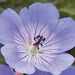 GERANIUM ROZANNE (CRANESBILL) - 1 Gallon - Springbank Greenhouses