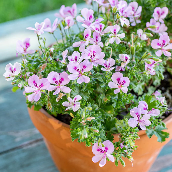 GERANIUM AROMA LEMONA - Springbank Greenhouses