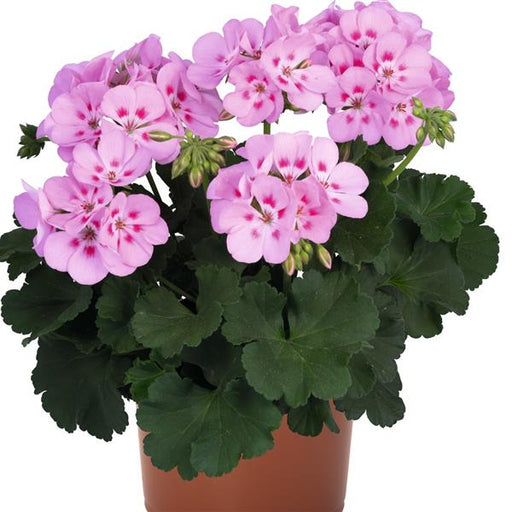 GERANIUM SURVIVOR TICKLED PINK - Springbank Greenhouses