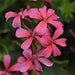 GERANIUM BALCON (TRAILING TYPE) - 4.5" - Springbank Greenhouses