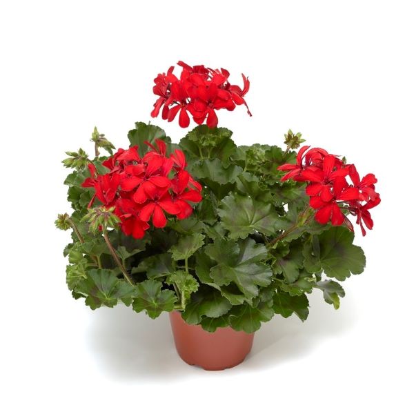GERANIUM CALDERA  (TRAILING) - 4.5" - Springbank Greenhouses