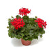 GERANIUM CALDERA  (TRAILING) - 4.5" - Springbank Greenhouses