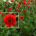 GEUM BLAZING SUNSET - 1 Gallon - Springbank Greenhouses