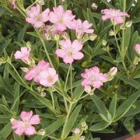 GYPSOPHILIA FILOU ROSE (BABY'S BREATH) - Quart - Springbank Greenhouses