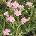 GYPSOPHILIA FILOU ROSE (BABY'S BREATH) - Quart - Springbank Greenhouses