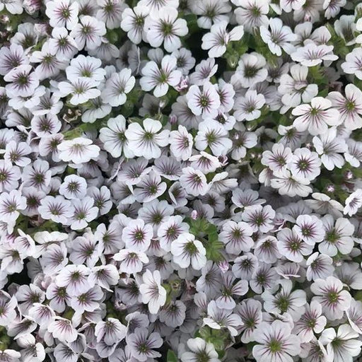 GYPSOPHILIA PIXIE SPLASH (BABY'S BREATH) - Quart - Springbank Greenhouses