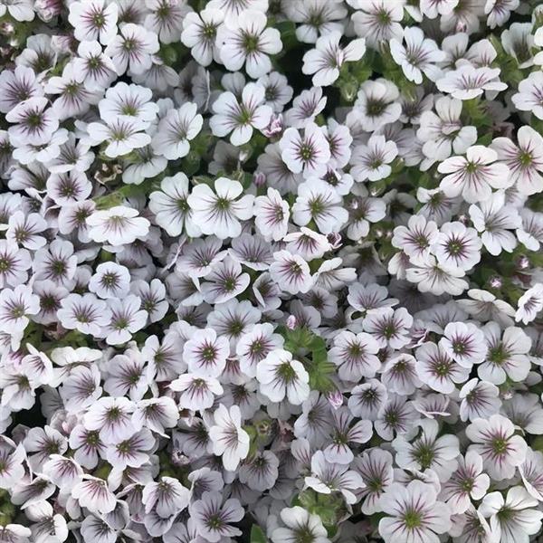 GYPSOPHILIA PIXIE SPLASH (BABY'S BREATH) - Quart - Springbank Greenhouses