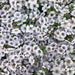 GYPSOPHILIA PIXIE SPLASH (BABY'S BREATH) - Quart - Springbank Greenhouses