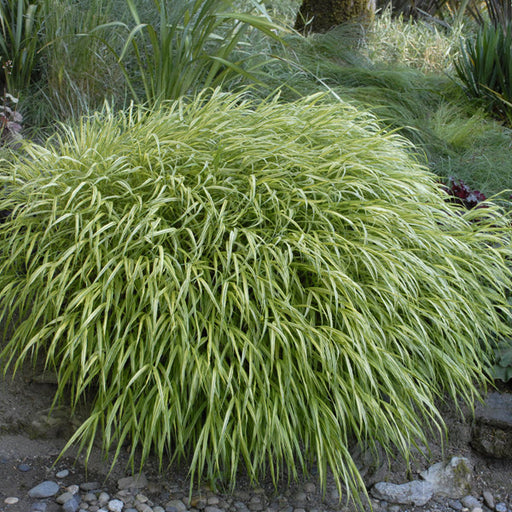 HAKONECHLOA ALL GOLD (JAPANESE FOREST GRASS) - 1 Gallon - Springbank Greenhouses