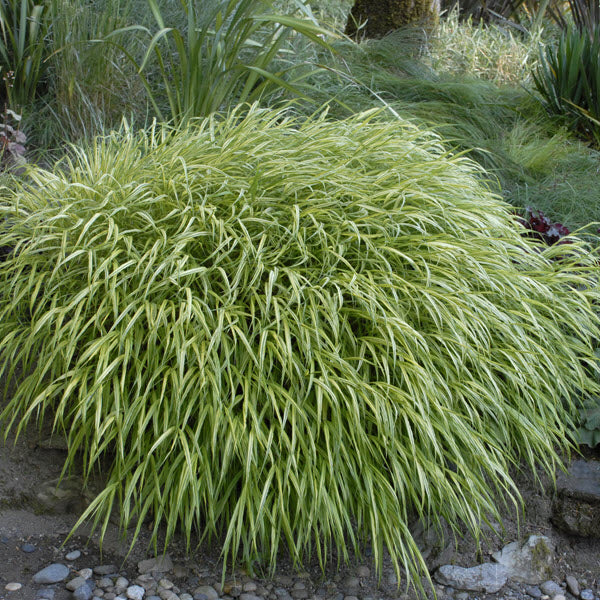 HAKONECHLOA ALL GOLD (JAPANESE FOREST GRASS) - 1 Gallon - Springbank Greenhouses