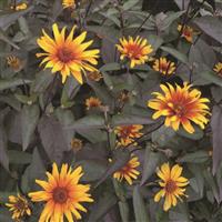 HELIOPSIS BURNING HEARTS (FALSE SUNFLOWER) - 1 Gallon - Springbank Greenhouses