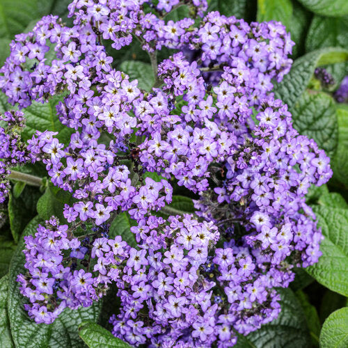 HELIOTROPIUM - AROMAGICA PURPLE - 4" - Springbank Greenhouses
