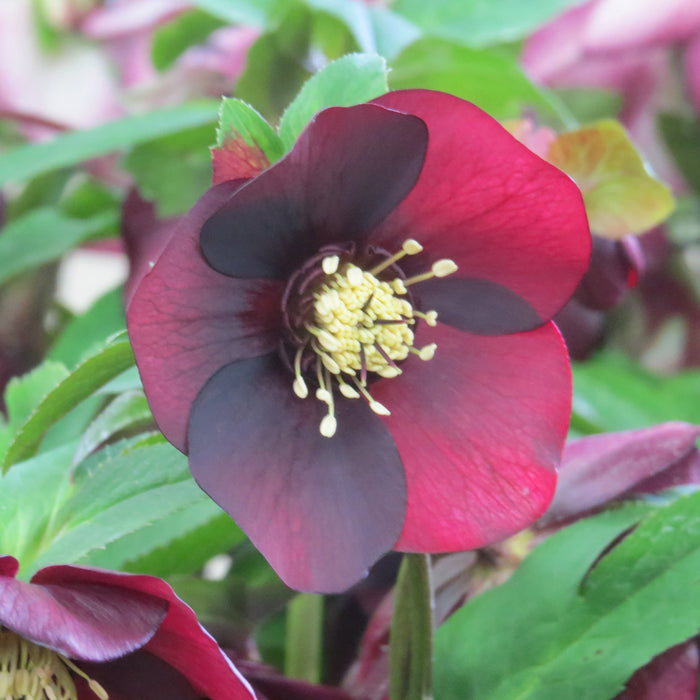 HELLEBORUS ROME IN RED (LENTEN ROSE) - 1 Gallon