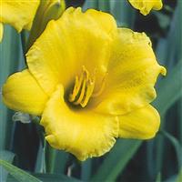 HEMEROCALLIS STELLA D'ORO (DAYLILY) -2 Gallon - Springbank Greenhouses