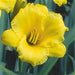 HEMEROCALLIS STELLA D'ORO (DAYLILY) -2 Gallon - Springbank Greenhouses