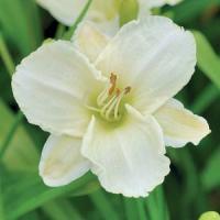 HEMEROCALLIS WHITE TEMPTATION (DAYLILY) -1 Gallon - Springbank Greenhouses