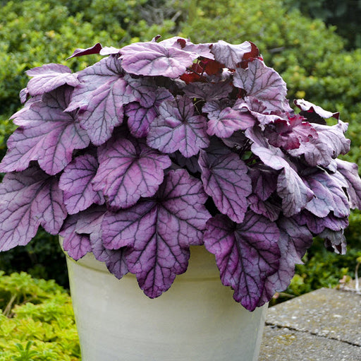 HEUCHERA PINK PANTHER (CORAL BELLS) - 1 Gallon - Springbank Greenhouses
