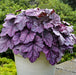 HEUCHERA PINK PANTHER (CORAL BELLS) - 1 Gallon - Springbank Greenhouses