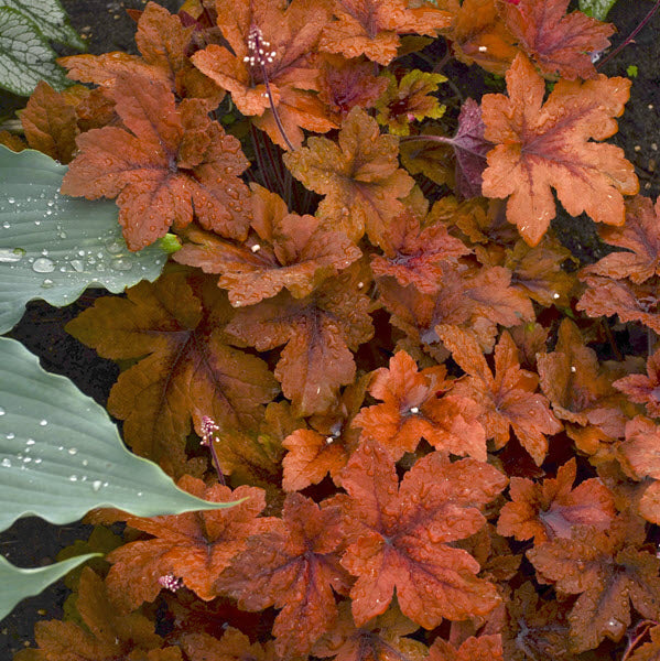 HEUCHERELLA  PUMPKIN SPICE - 1 Gallon