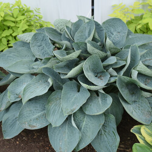HOSTA ABOVE THE CLOUDS - 1 Gallon
