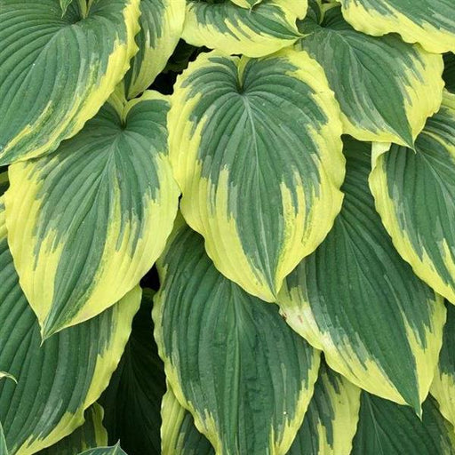 HOSTA DROP DEAD GORGEOUS- 1 Gallon - Springbank Greenhouses