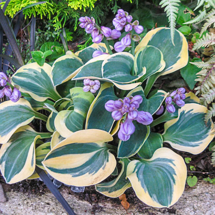 HOSTA MIGHTY MOUSE - 5" Round