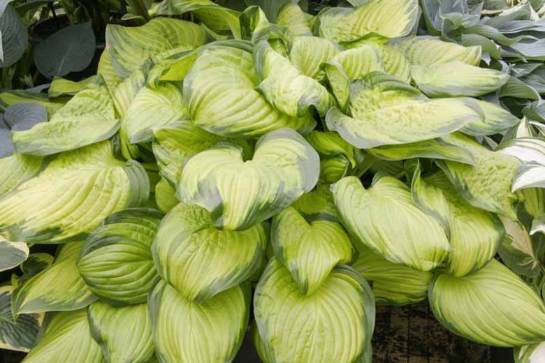 HOSTA STAINED GLASS - 1 Gallon