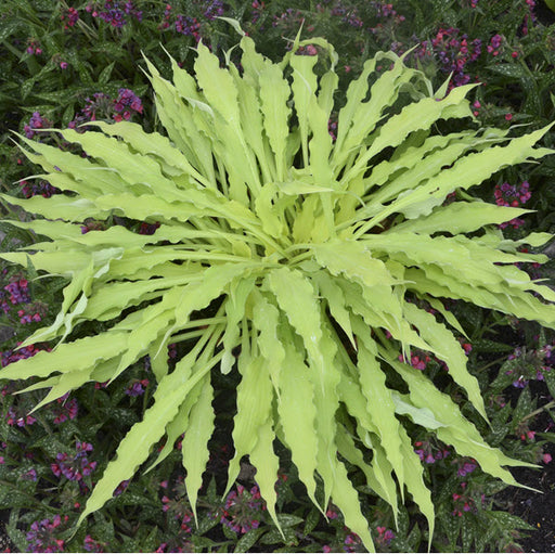 HOSTA WIGGLES AND SQUIGGLES - 1 Gallon - Springbank Greenhouses