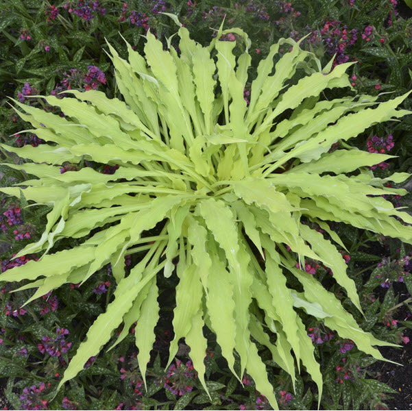 HOSTA WIGGLES AND SQUIGGLES - 1 Gallon - Springbank Greenhouses
