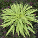 HOSTA WIGGLES AND SQUIGGLES - 1 Gallon - Springbank Greenhouses