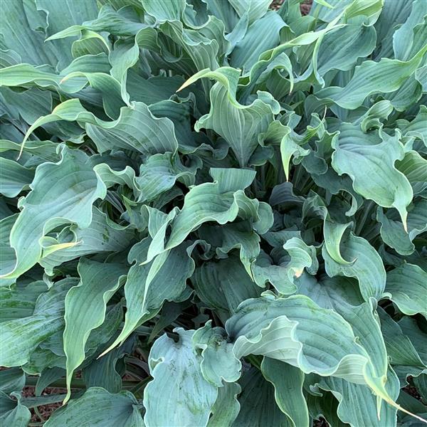 HOSTA WILD IMAGINATION- 1 Gallon - Springbank Greenhouses