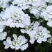IBERIS SNOWSATION (CANDYTUFT) - Quart - Springbank Greenhouses