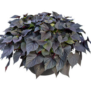 IPOMOEA FLORAMIA CAMEO (POTATO VINE) - 4.5" - Springbank Greenhouses