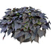 IPOMOEA FLORAMIA CAMEO (POTATO VINE) - 4.5" - Springbank Greenhouses